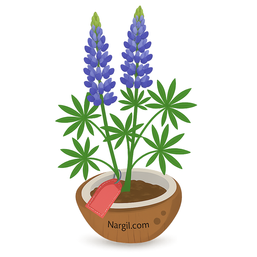  Nargil - garden lupin
